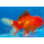 Золотая рыбка Оранда красная (M) (Carassius auratus var.)