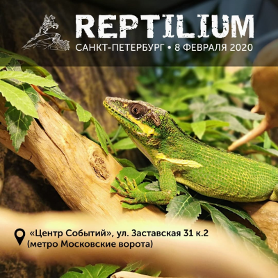 ПРИГЛАШАЕМ НА REPTILIUM В САНКТ-ПЕТЕРБУРГЕ 8 ФЕВРАЛЯ!