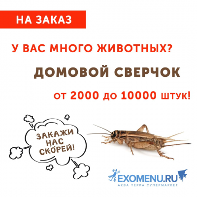 Домовой сверчок мелкий опт!