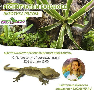 Мастер-класс по оформлению террариума для геккона бананоеда