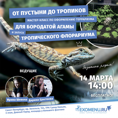 Мастер-класс по оформлению террариума для бородатой агамы