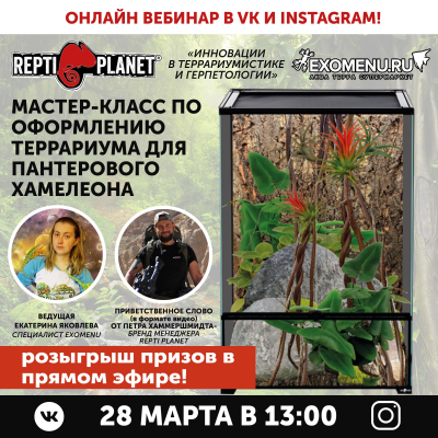 ОНЛАЙН ВЕБИНАР по оформлению террариума для пантерового хамелеона + розыгрыш призов!