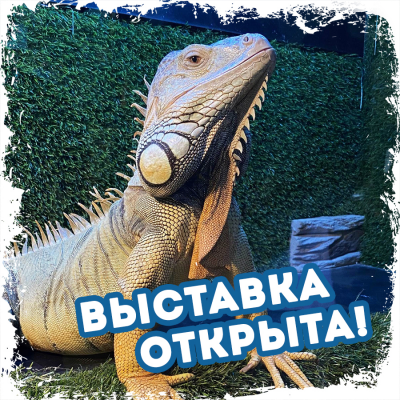 Выставка в ТРК Гранд Каньон открылась для посетителей!
