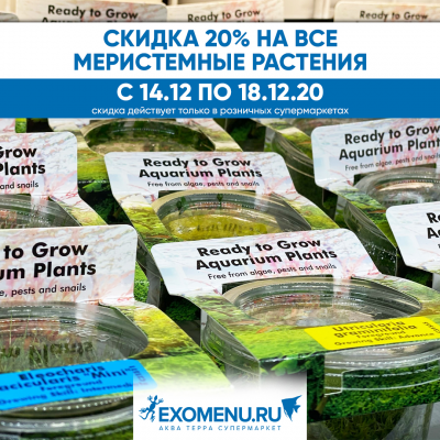 Скидка 20% на меристемные растения!