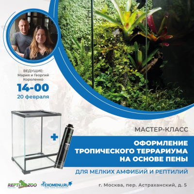 Мастер-класс по оформлению террариума Repti Zoo для мелких амфибий и рептилий. 