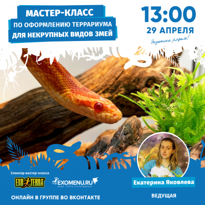 Онлайн мастер-класс по оформлению террариума EXO TERRA для некрупных змей. 