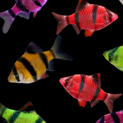 ​Совместимость барбусов с другими рыбами в аквариуме