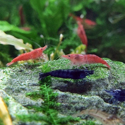 Совместимость креветок с рыбками в аквариуме: 7 безопасных соседей и 5 правил