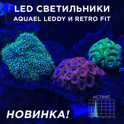Cупер новинки от AQUAEL - LED светильники LEDDY SLIM - модели для пресноводных (Plant и Sunny) и морских аквариумов (Marine и Actinic)