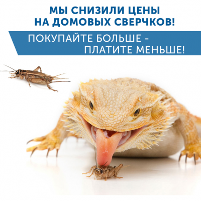 Мы снизили цены на домовых сверчков!