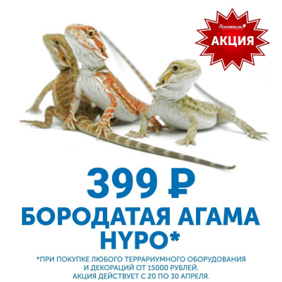 Бородатая агама за 399 рублей!