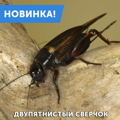 Двупятнистый сверчок в продаже!