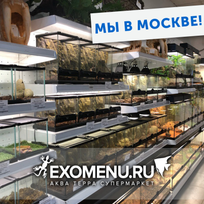 EXOMENU в Москве!