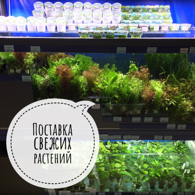 Поступление живых растений