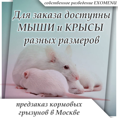 Предзаказ кормовых грызунов в Москве!