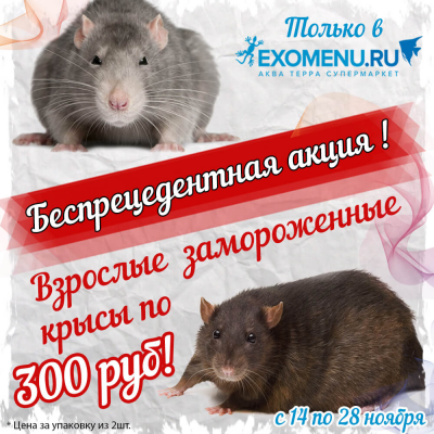 Взрослые замороженные крысы по 300 рублей!