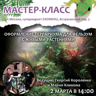 Мастер-класс по оформлению террариума для фельзум с живыми растениями