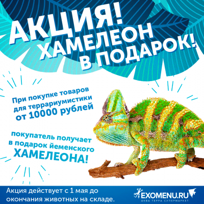 ​Хамелеон в подарок! 