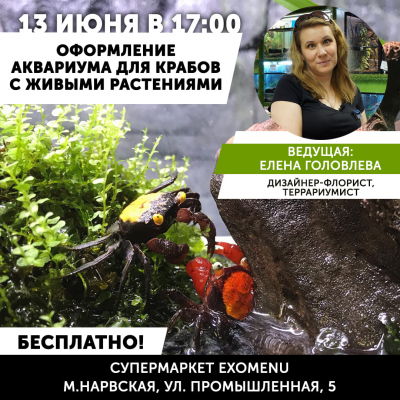 Мастер-класс Оформление аквариума для крабов с живыми растениями
