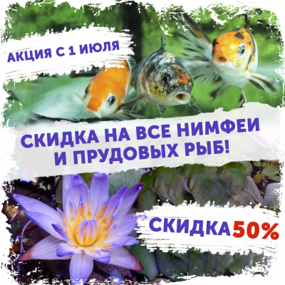 Карпы и нимфеи за полцены! 