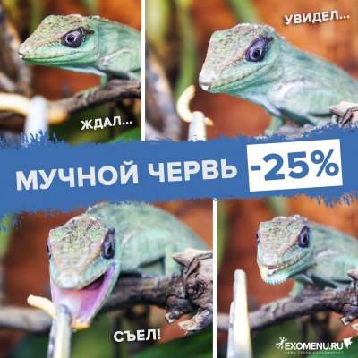 Мучной червь - 25%!