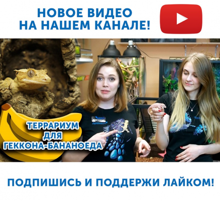 Новое видео на нашем YouTube канале! Террариум для геккона-бананоеда