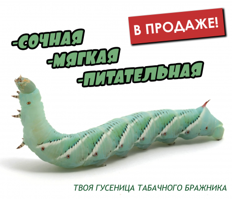 Гусеницы табачного бражника в продаже!