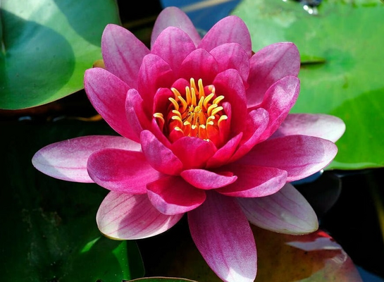 Посадка и уход за нимфеей в пруду