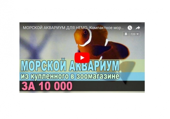 Морской аквариум для Немо. Компактное море за 10000 рублей.