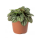 Пеперомия белополосая (Peperomia albovitatta "Piccola Banda") 8'