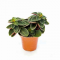Пеперомия Вертициллата (Peperomia verticillata) 8'