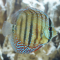 Дискус Аленкер (Symphysodon aequifasciatus var.)