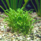 Лилеопсис бразильский (с грузом) (Lilaeopsis Brasiliensis)