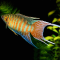 Макропод обыкновенный (Macropodus opercularis)