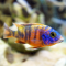 Аулонокара мультиколор (M) (Aulonocara sp. Multicolor)