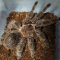 Паук-птицеед Lasiodora parahybana 1-3 линька