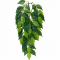 Тропическое растение Exo Terra Jungle Plants Фикус большое, 70х20 см