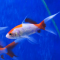 Золотая рыбка Комета красно-белая (S) (Carassius auratus)