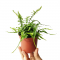 Папоротник драконьего хвоста (Asplenium Ebenoides Dragon's)