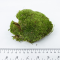 Мох (Leucobryum Glaucum)