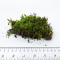 Мох (Dicranum scoparium)