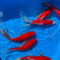 Карась красный XL (Carassius auratus)