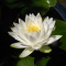Нимфея Siam Jasmine, белый (пророщенная)