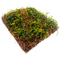 Мох Анчер "якорный" на кокосовом мате (Taxiphyllum sp. Anchor moss)
