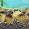 Корбикула яванская (Corbicula Javanicus)