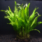 Папоротник тайландский Узколистный (в горшке) (Microsorum pteropus)