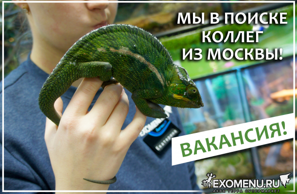 Вакансия в Москве!