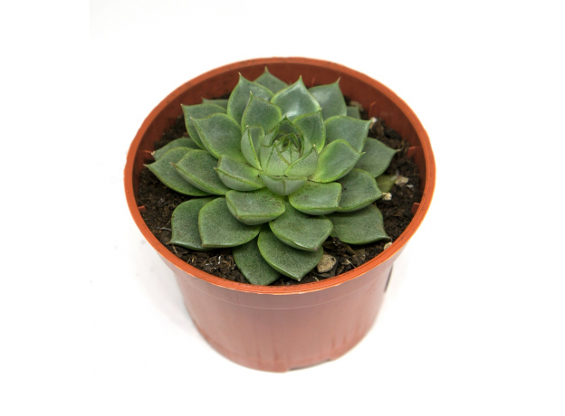 Эхеверия элеганс (Echeveria elegans) 8'