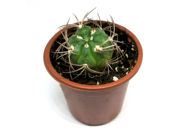 Гимнокалициум кастеланоса (Gymnocalycium castellanosii) 8'