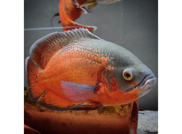 Астронотус красный (S) (Astronotus ocellatus var. Red Oscar)